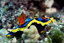 my favorite nudi's , taken at the Marion reef atoll in th... by Robin Jeffries 